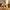 1883 Maison Routin Peach Syrup - 1 Litre (Plastic Bottle)