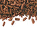 Milk Chocolate Blossom Curls